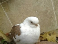 Güvercin Göz Nezlesi